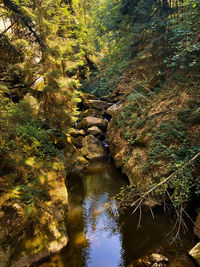 Stream flowing through rocks in forest