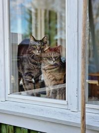 Cat looking through window