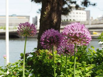 Close-up of purple flowers blooming outdoors