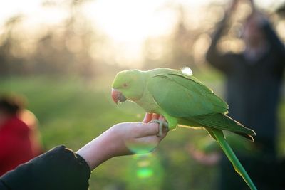 Person holding a bird