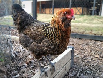 Close-up of hen