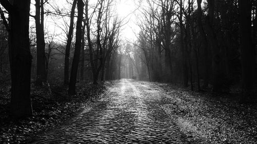 Footpath amidst trees in forest