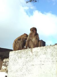 Low angle view of monkey sitting on wall against sky