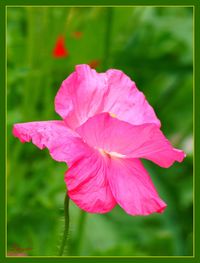 Close-up of pink flowers