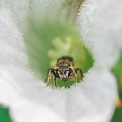 Close-up of spider