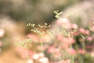 Close-up of plant against white background