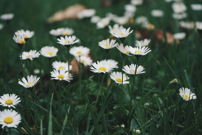 Close-up of white daisy flowers on field