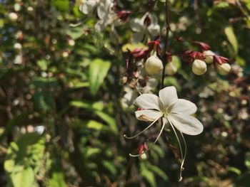 Close-up of white flowering plant