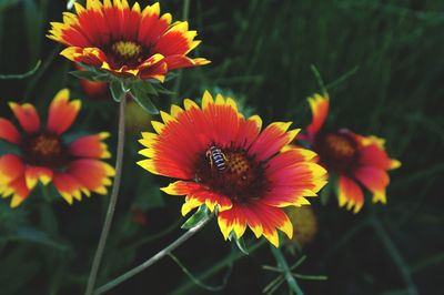 Close-up of bee on flower