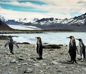 Penguin on beach against sky