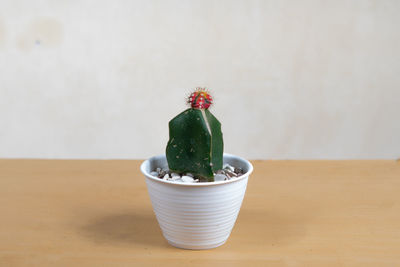 Close-up of potted plant on table