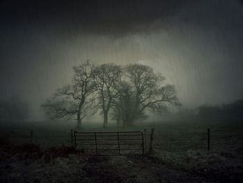 Bare trees on field in foggy weather