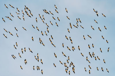 Low angle view of pelican birds flying in the sky
