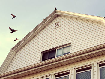 Low angle view of bird flying against building