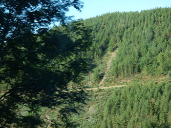 Scenic view of pine trees in forest against sky