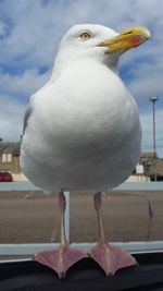 Close-up of seagull against sky