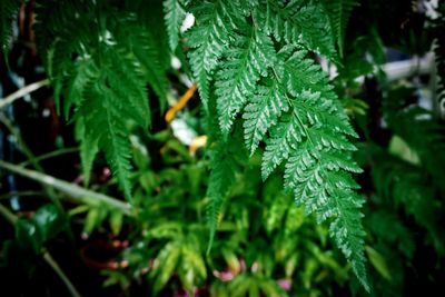 Close-up of wet leaves on plant during rainy season