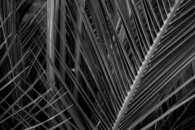 Full frame shot of plants