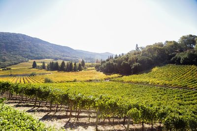 Scenic view of vineyard against clear sky