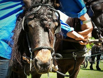 Close-up of horse