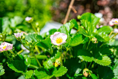 Close-up of flowers blooming outdoors