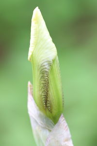 Close-up of green leaf