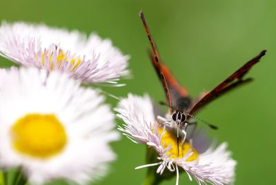 Close-up of butterfly on pink flower