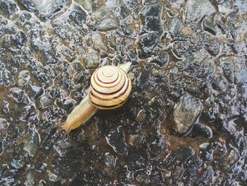 High angle view of snail on water