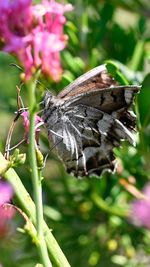 Butterfly on flower