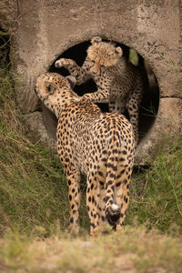 Cub jumps on cheetah from concrete pipe