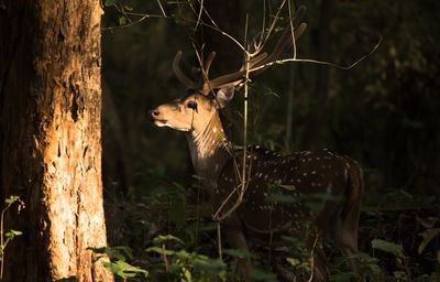 Deer in a forest with sunlight providing the highlight 