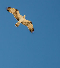 Low angle view of eagle flying against clear blue sky