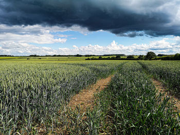 Scenic view of agricultural field against sky