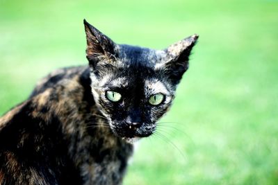 Close-up portrait of black cat outdoors