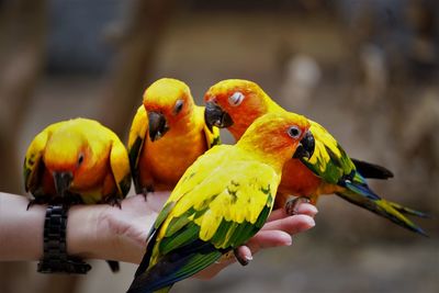 Close-up of hand feeding parrots