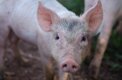 Piglet in the farm
