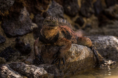 High angle view of marine iguana on rock