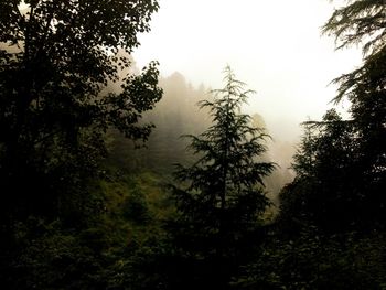 Silhouette trees in forest against sky