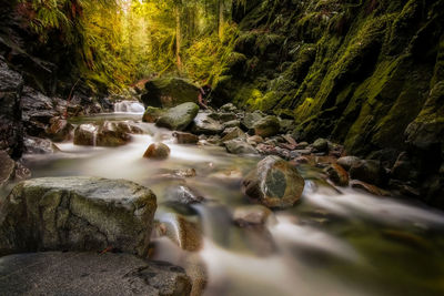 Scenic view of waterfall in forest