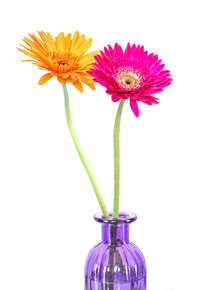 Close-up of flower over white background