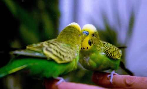 Close up of bird