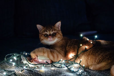 Close-up portrait of cat with illuminated lights