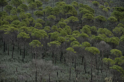 Full frame shot of trees in forest