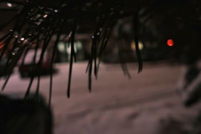 Close-up of icicles on plant at night