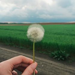 Close-up of hand holding dandelion flower on field