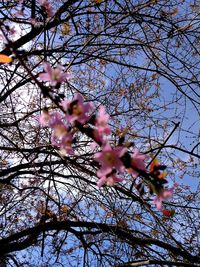 Low angle view of flowers on branch