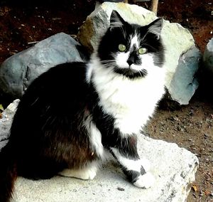 Portrait of cat sitting outdoors