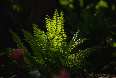 Close-up of fern leaves on tree