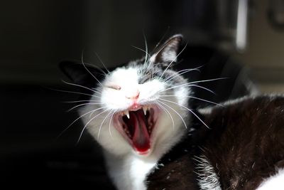 Close-up of cat yawning