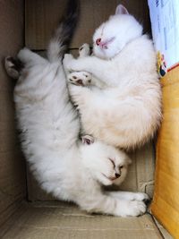 High angle view of cats sleeping